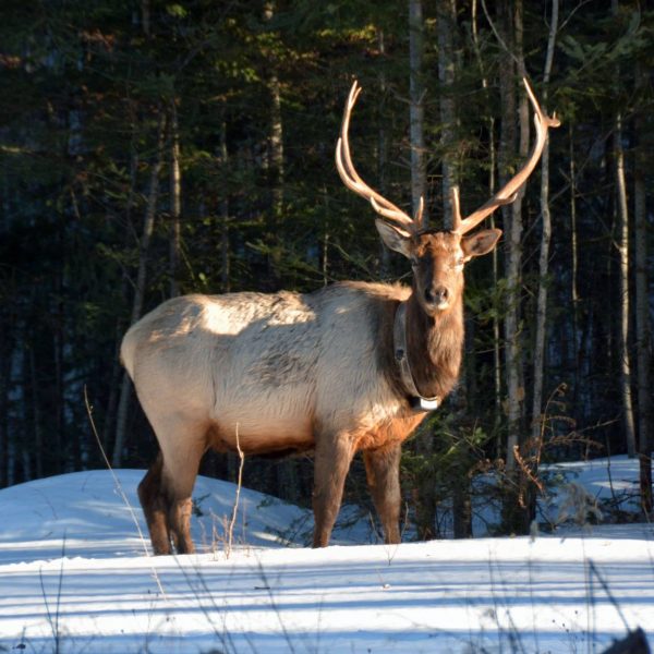 Clam Lake Elk Herd Clam Lake WI