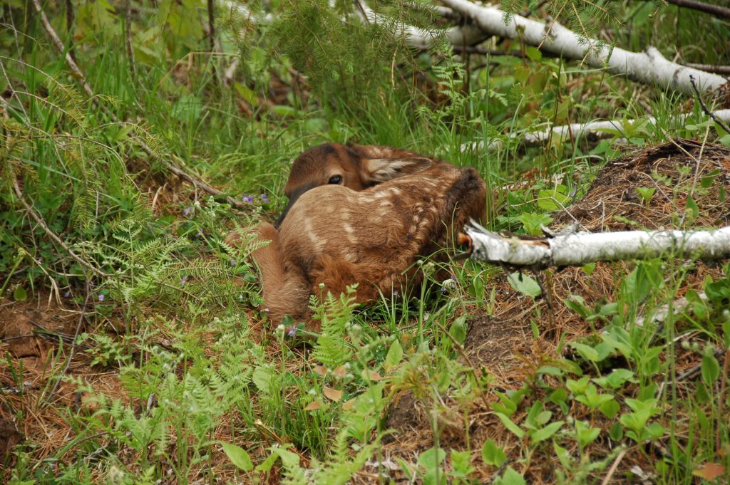 Clam Lake, WI Elk Herd The Elk Capital of Wisconsin