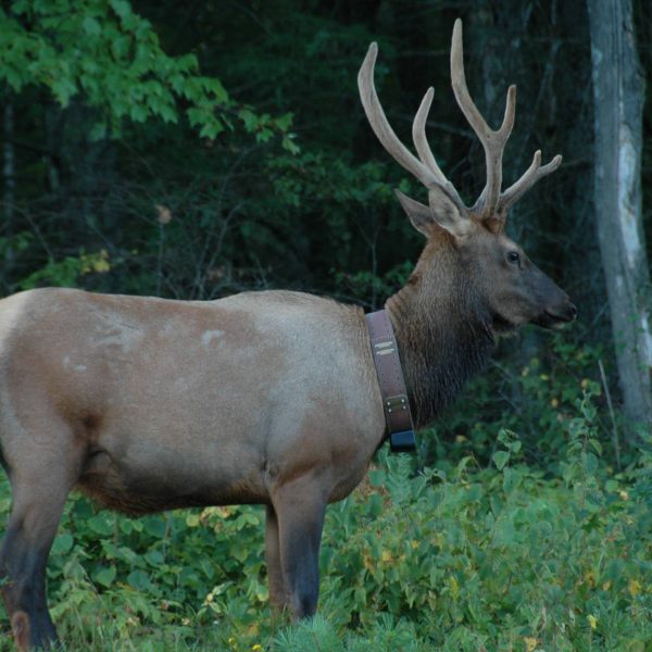 Clam Lake Elk Herd Clam Lake WI