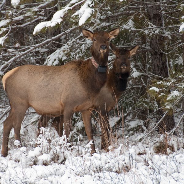 Clam Lake Elk Herd Clam Lake WI