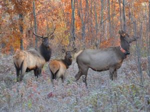 Clam Lake, WI Elk Herd