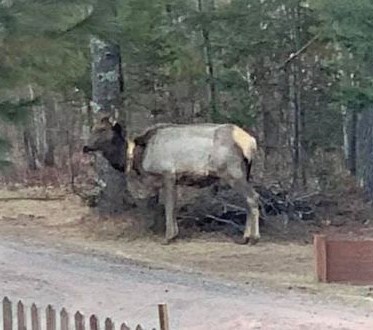 Emily the elk 2021