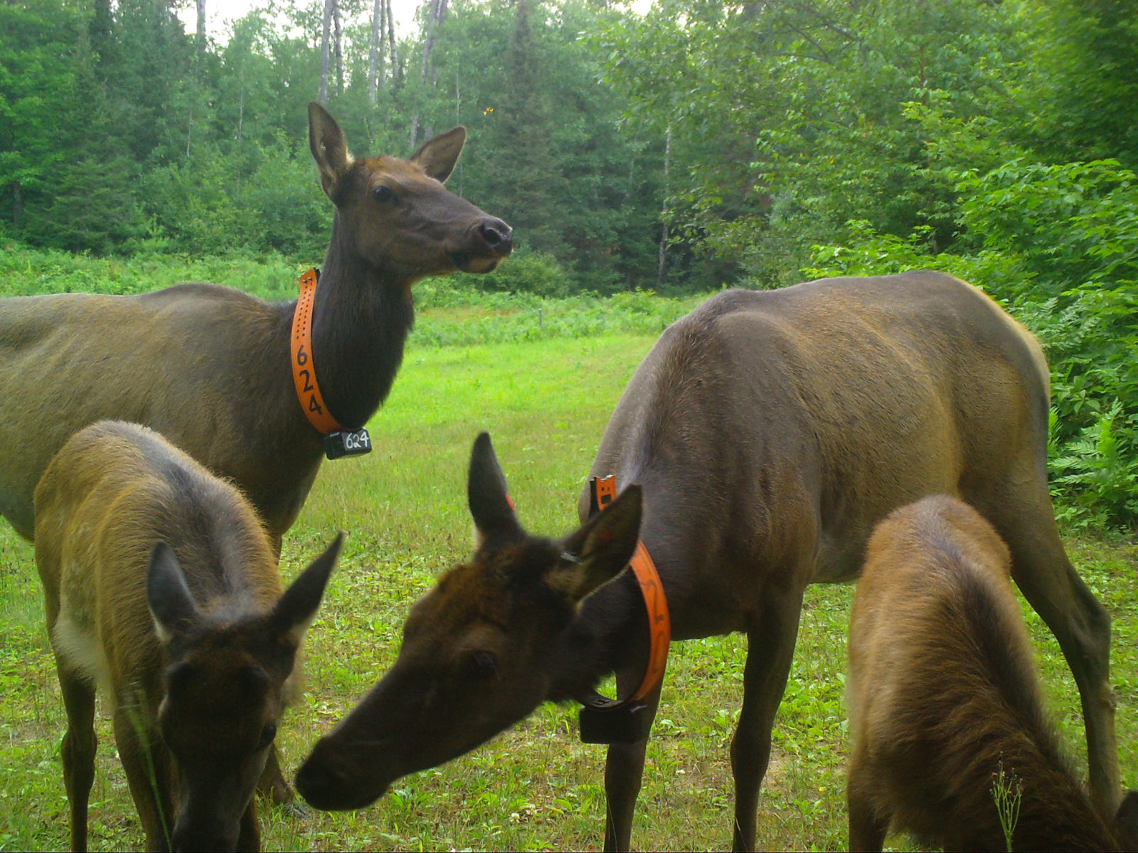 Clam Lake, WI Elk