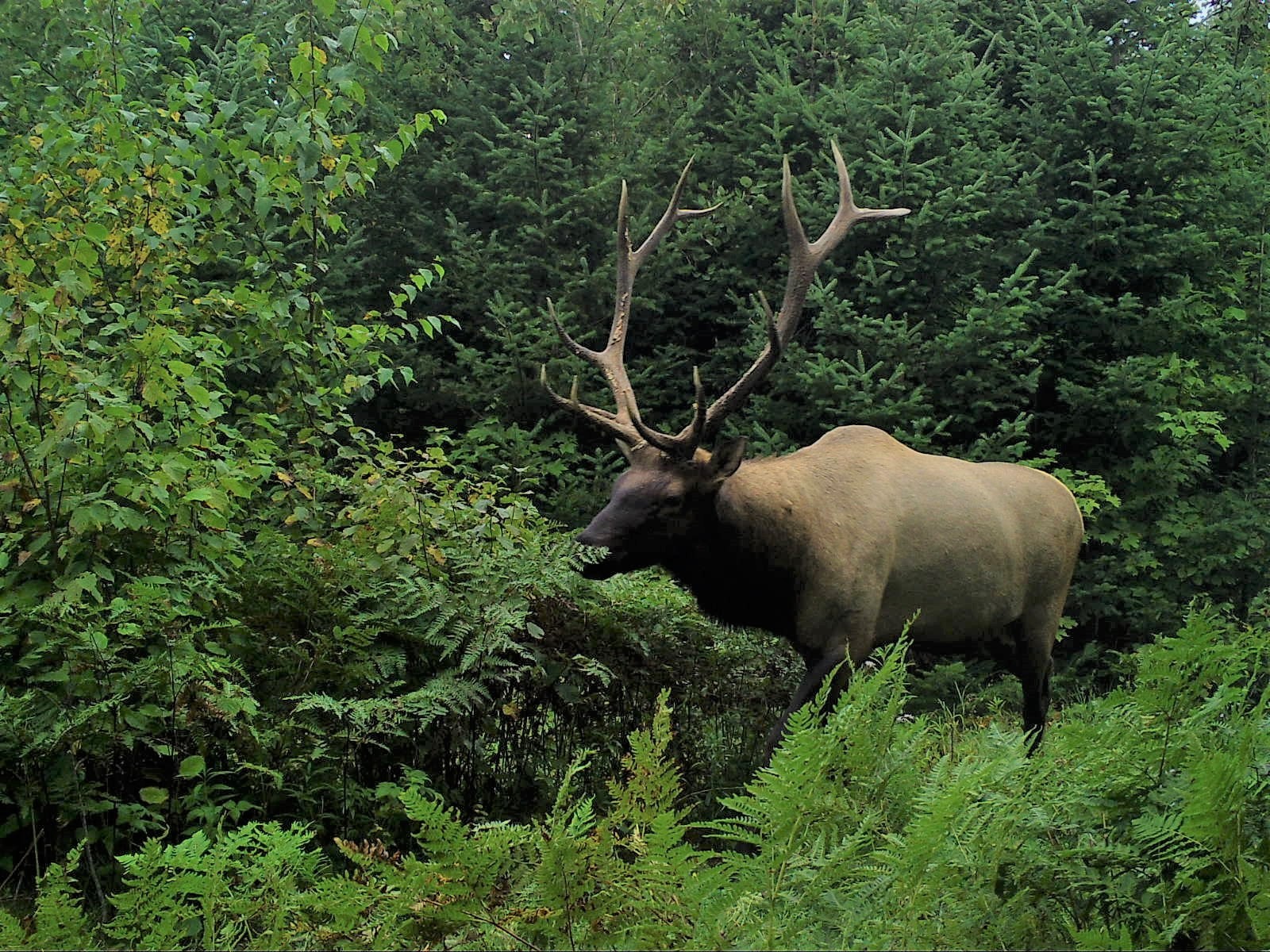 Clam Lake, WI Bull Elk