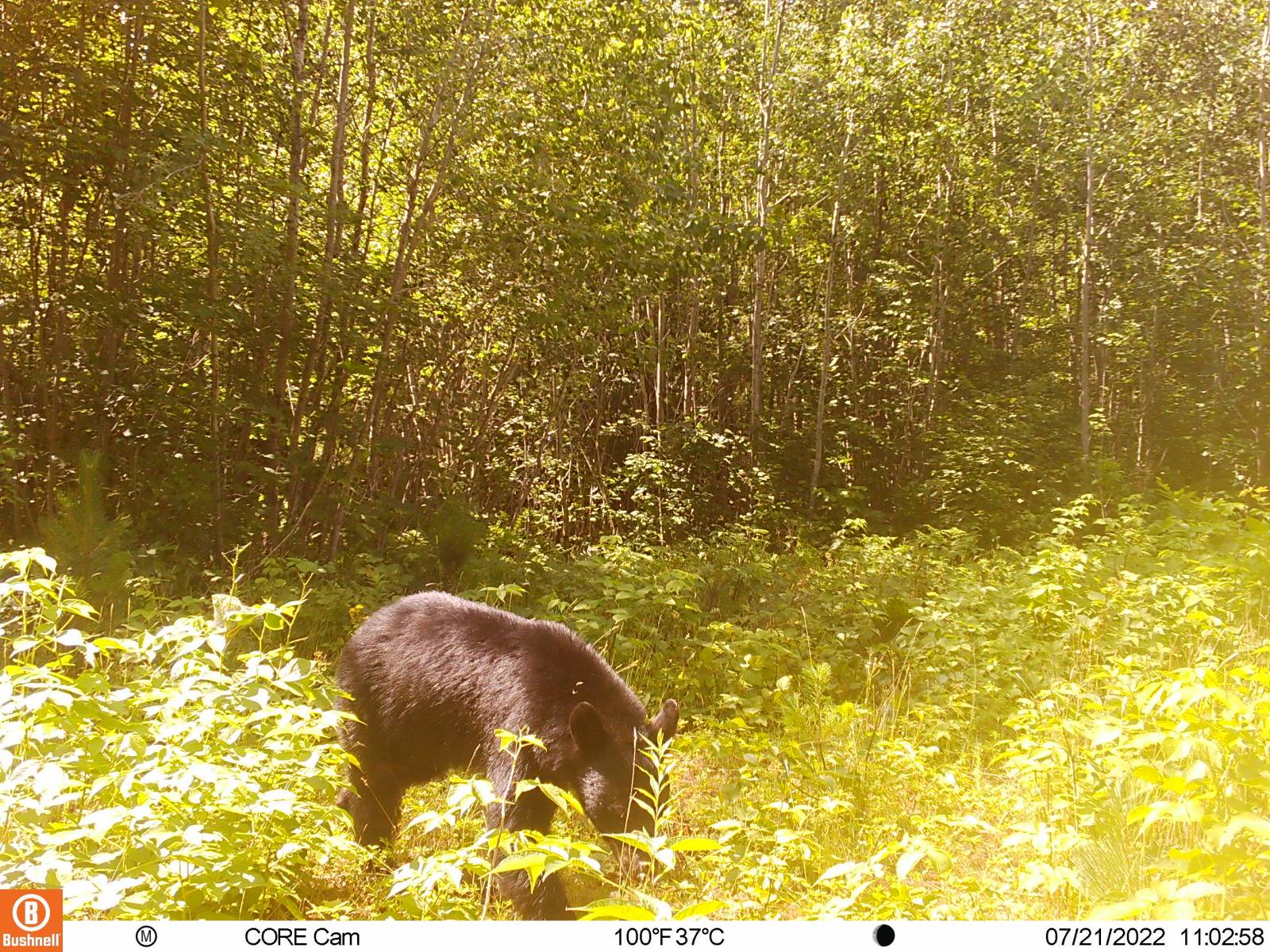 Clam Lake, WI Black Bear