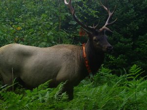 Clam Lake WI Bull Elk