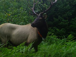 Clam Lake, WI Bull Elk